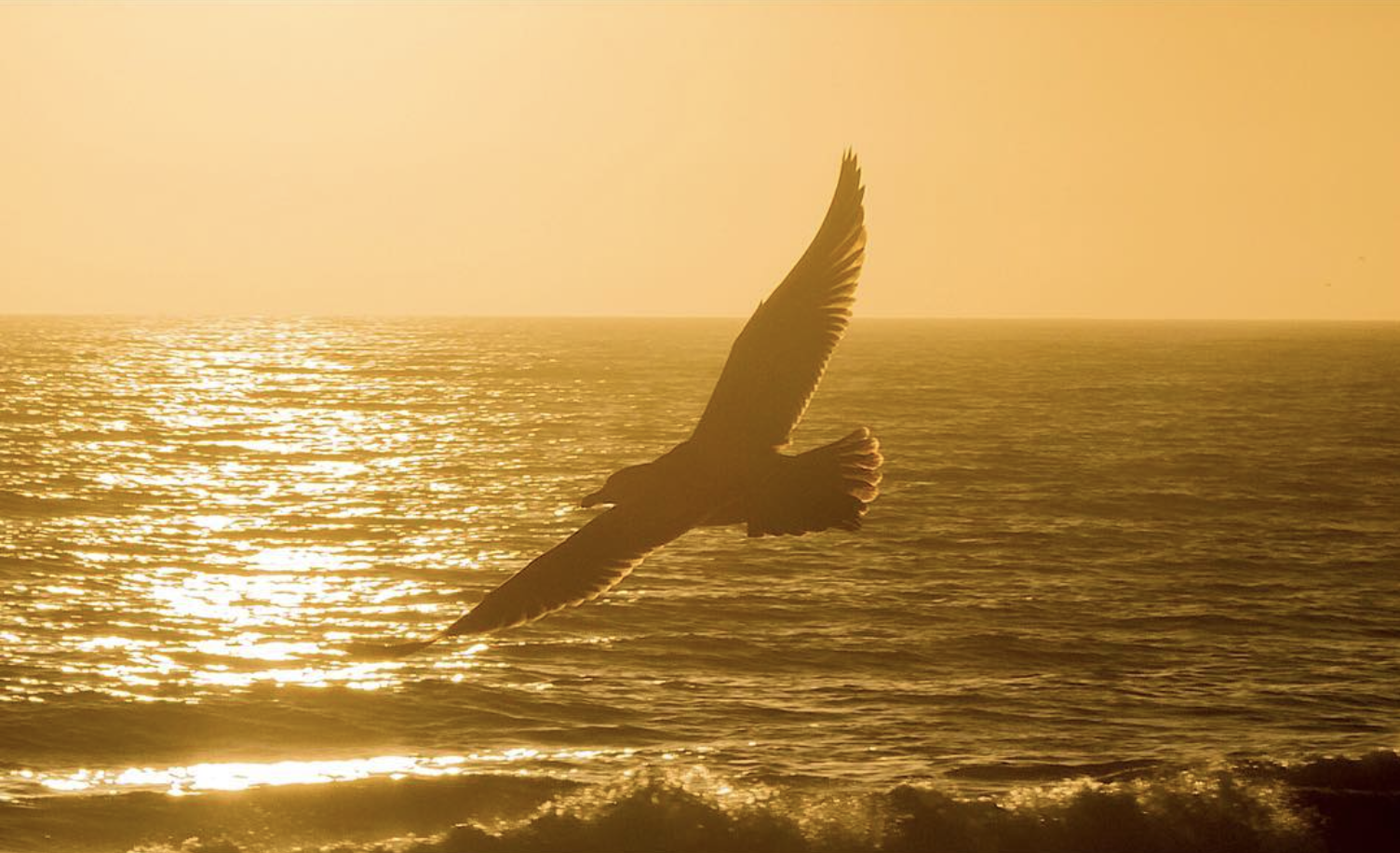 Eagle in sunset by Jim Oliva