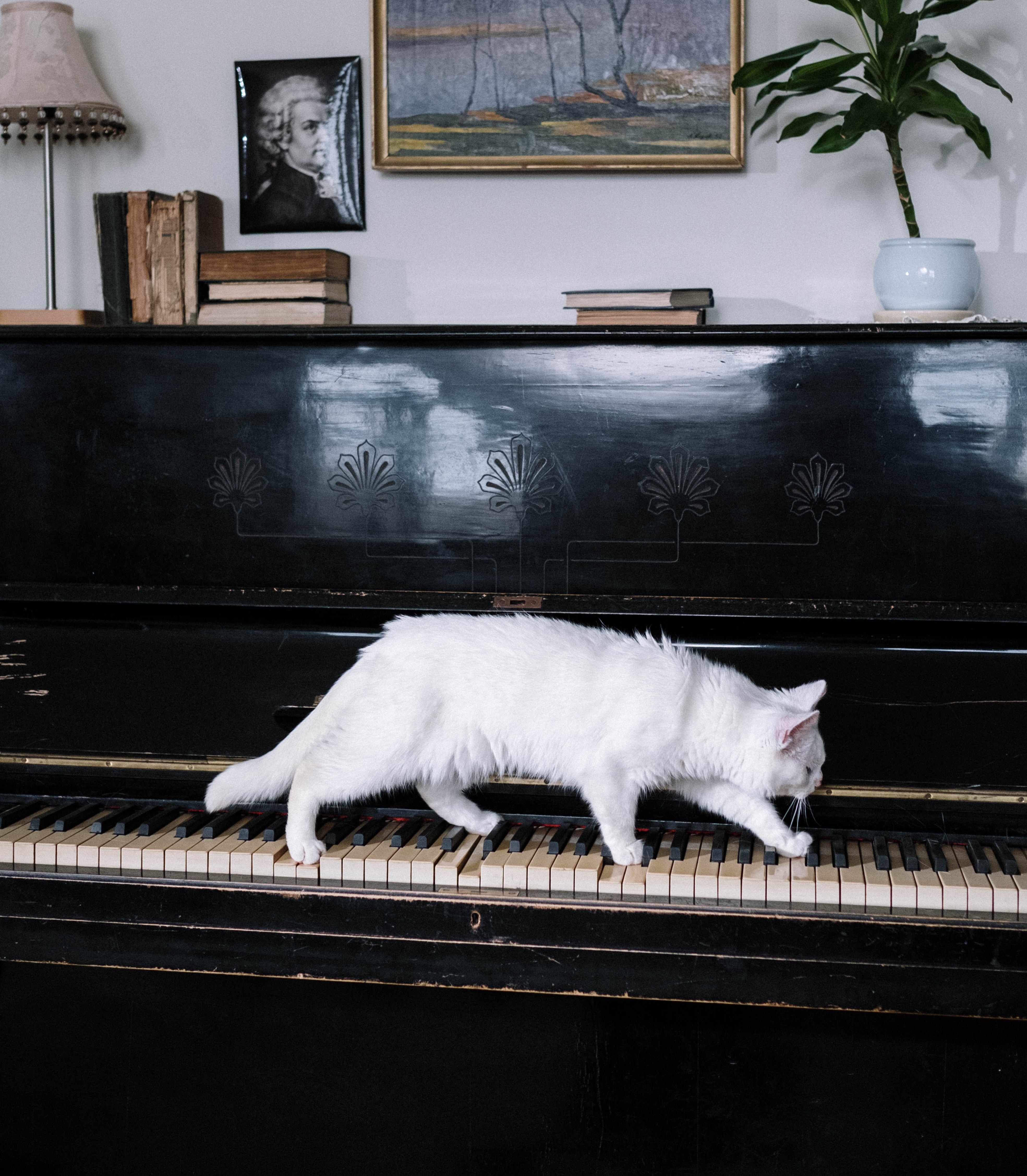 Emotional Support Animals in Rental Properties: A Landlord's Perspective